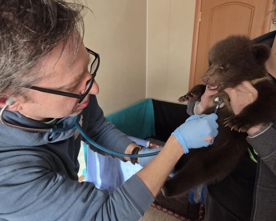 У спасенных в Псковской области медвежат начали резаться зубы