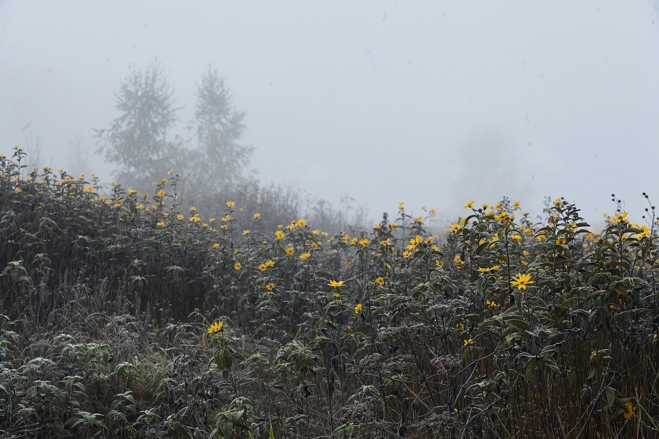 19 марта Псковскую область накроет туман 
