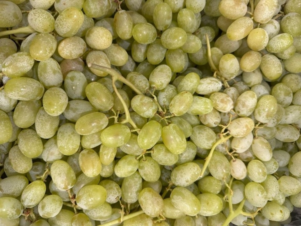 На таможенном посту Убылинка в Псковской области не пропустили почти 19 тонн винограда из Перу