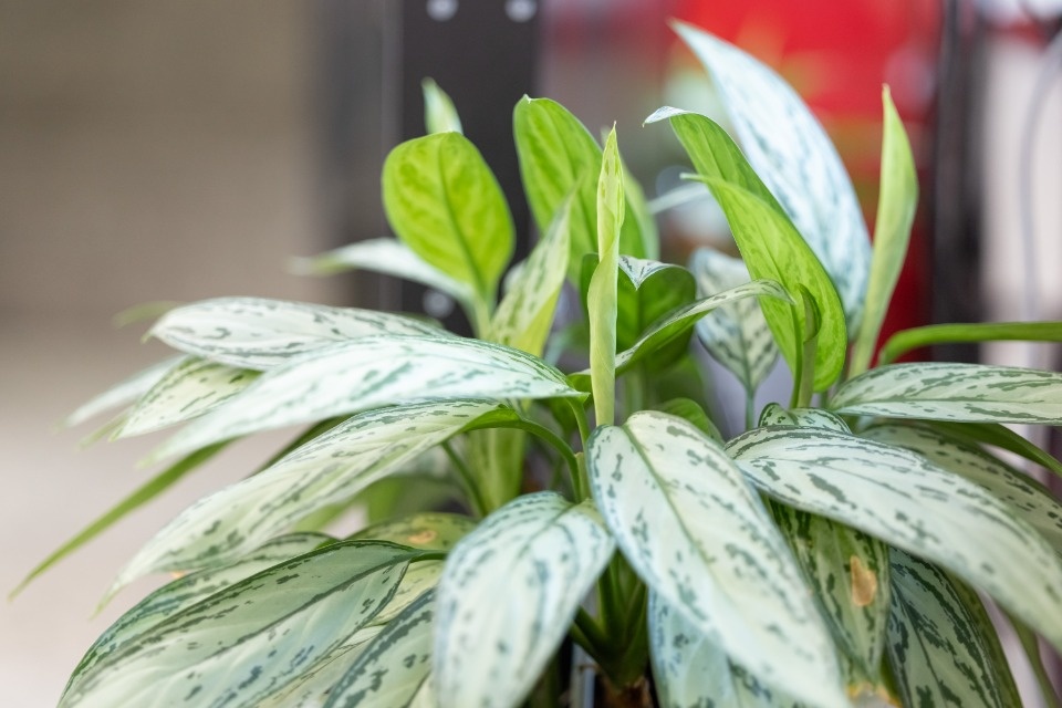 Голос молодежи Голос молодежи