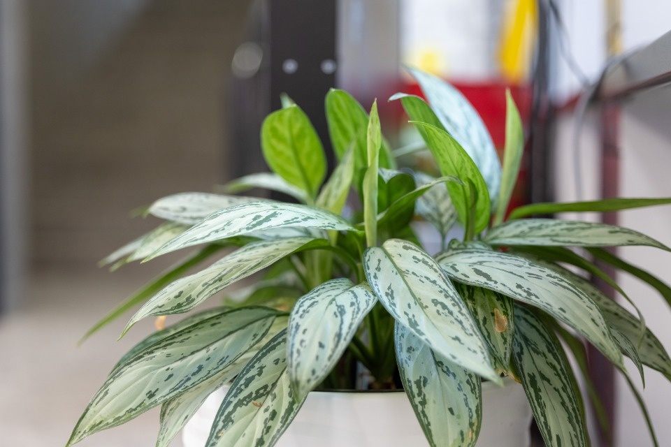 Голос молодежи Голос молодежи