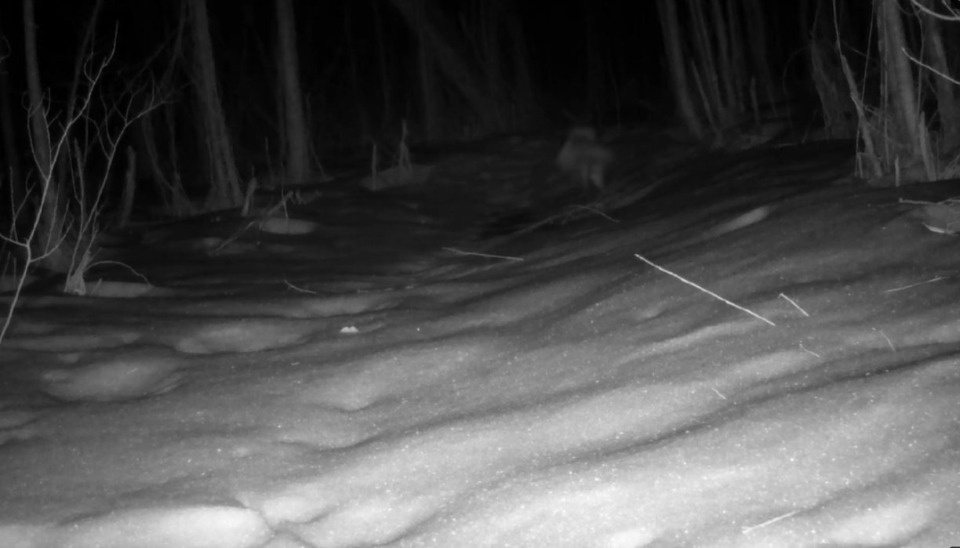 Фотоловушки запечатлели в псковском лесу нападение волка на косулю Фотоловушки запечатлели в псковском лесу нападение волка на косулю