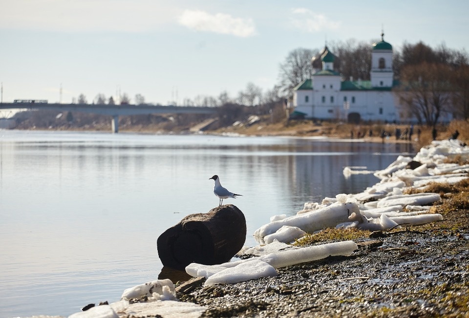 До +14 градусов прогреется воздух в Псковской области 24 марта