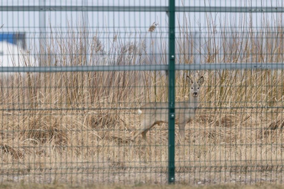 В пригороде Пскова запечатлели двух косуль В пригороде Пскова запечатлели двух косуль