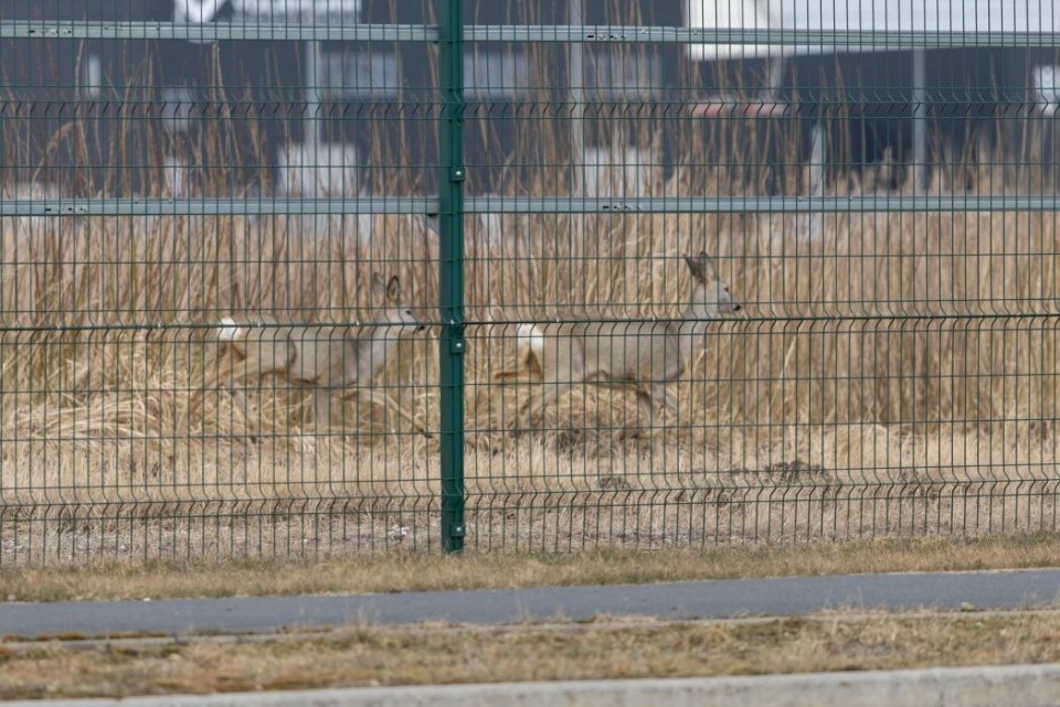 В пригороде Пскова запечатлели двух косуль В пригороде Пскова запечатлели двух косуль
