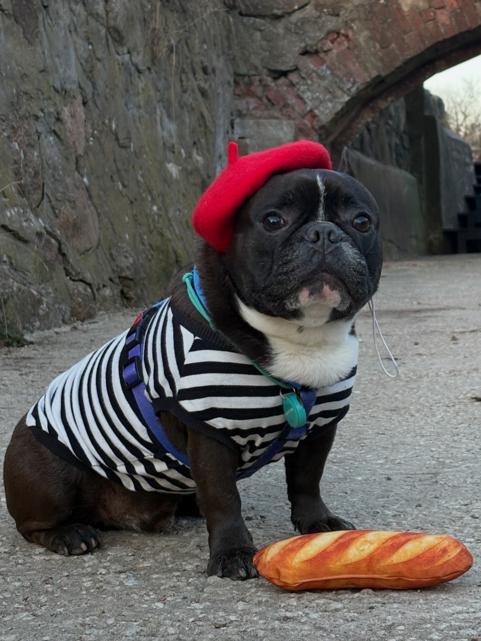 Французский бульдог Бароша прокатился на скейтборде по Гдову Французский бульдог Бароша прокатился на скейтборде по Гдову