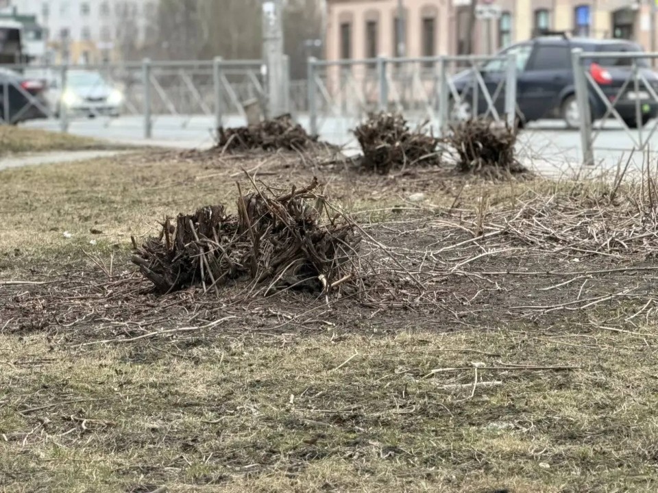 Глава Пскова объяснил, зачем срезают кусты на пересечении Максима Горького и Рижского проспекта