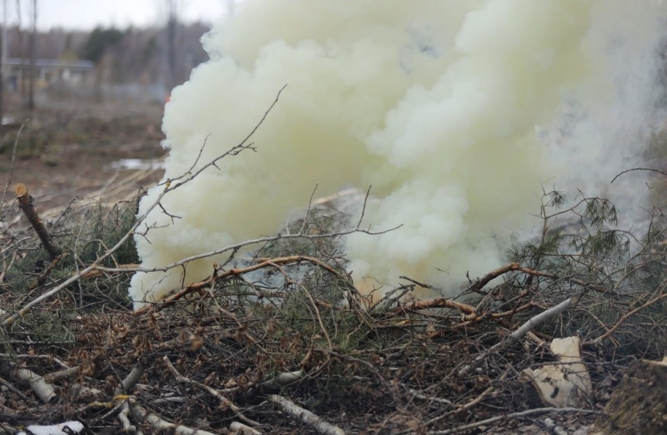 Псковичам напомнили, что запрещается делать в лесах в пожароопасный сезон