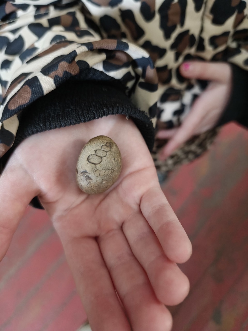 В Псковской области пятилетняя девочка обнаружила древнего моллюска В Псковской области пятилетняя девочка обнаружила древнего моллюска