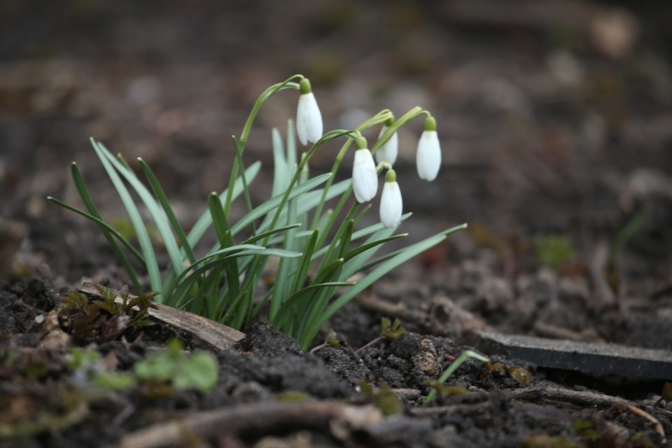 До +17 градусов ожидается в Псковской области 30 марта До +17 градусов ожидается в Псковской области 30 марта
