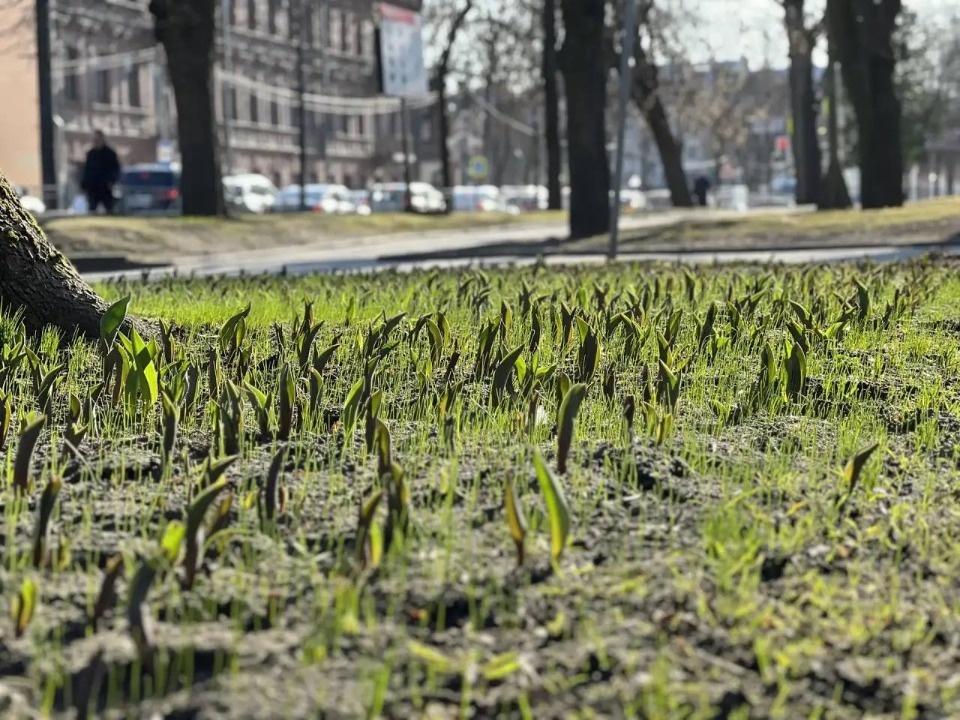 127 тысяч летних растений планируют высадить в Пскове 