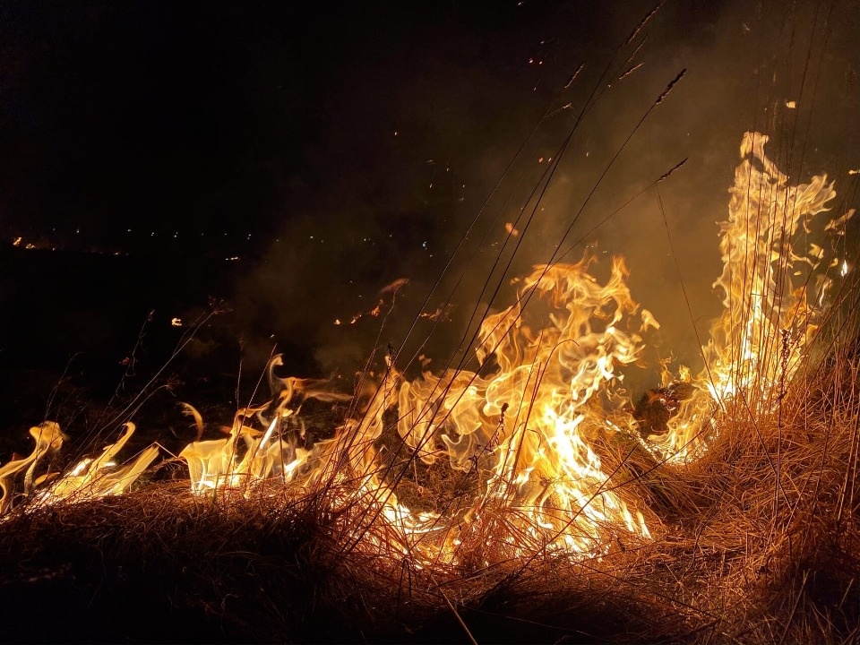 Девять палов травы ликвидировали в Псковской области за сутки