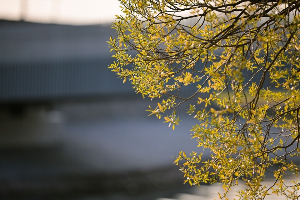 До +15 градусов ожидается в Псковской области 2 апреля