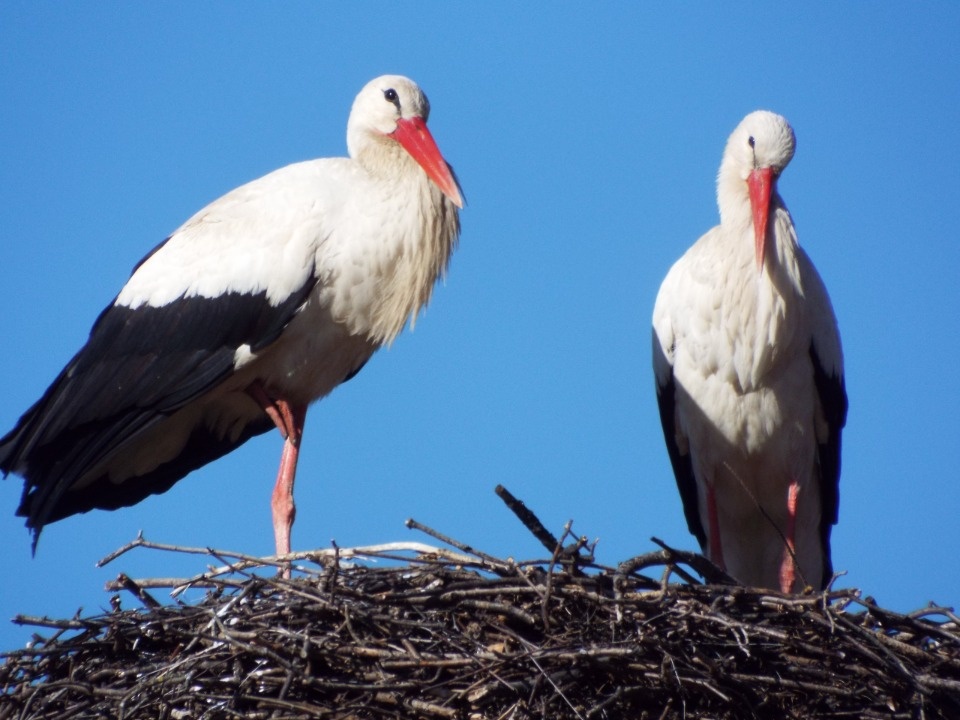 Белые аисты вернулись в старинное городище Савкина Горка в «Михайловском» Белые аисты вернулись в старинное городище Савкина Горка в «Михайловском»