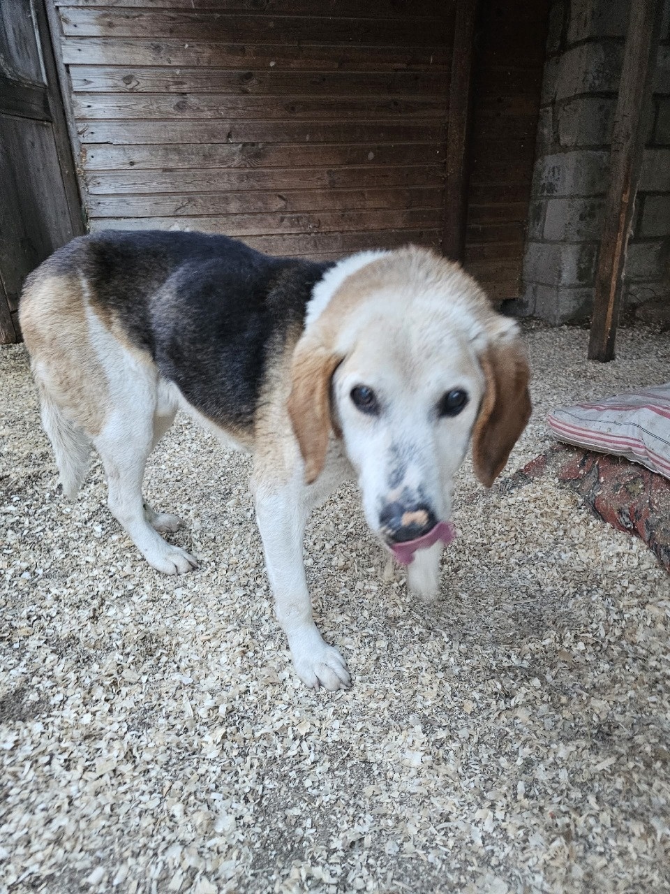 С речного островка в Псковском районе спасли истощенную собаку