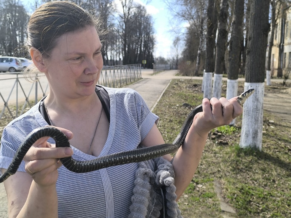 В здании организации в центре Куньи поймали метрового ужа В здании организации в центре Куньи поймали метрового ужа