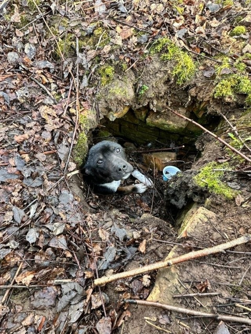 Обездвиженную собаку спасают в Пскове Обездвиженную собаку спасают в Пскове