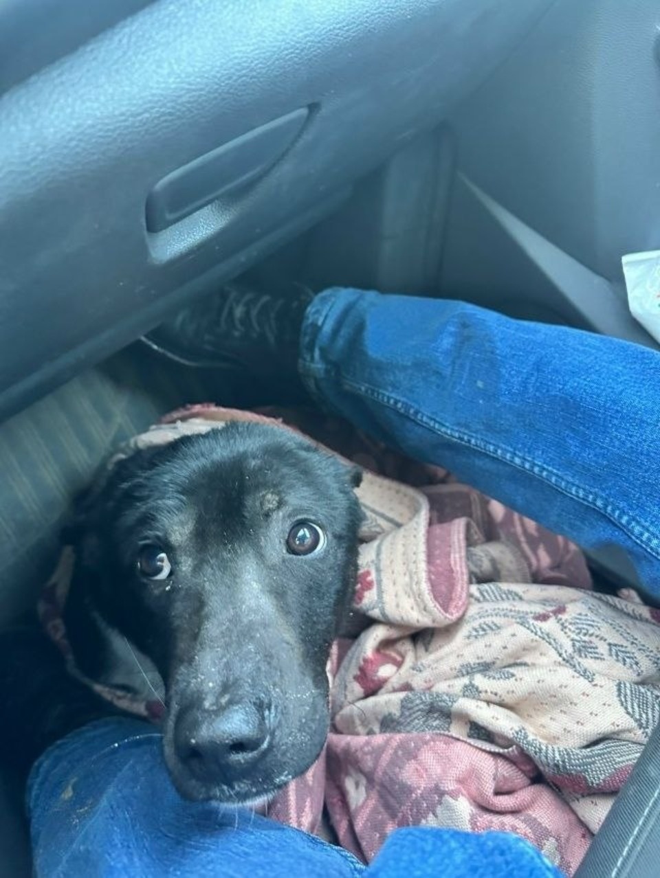 Обездвиженную собаку спасают в Пскове Обездвиженную собаку спасают в Пскове