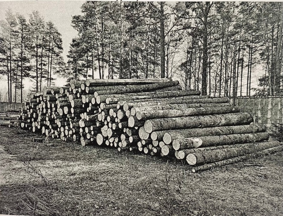 Черного лесоруба осудят за спил лесов почти на 35 млн рублей в Печорском районе