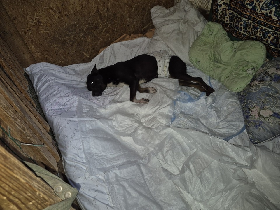 О состоянии найденной в Пскове обездвиженной собаки рассказали зоозащитники О состоянии найденной в Пскове обездвиженной собаки рассказали зоозащитники