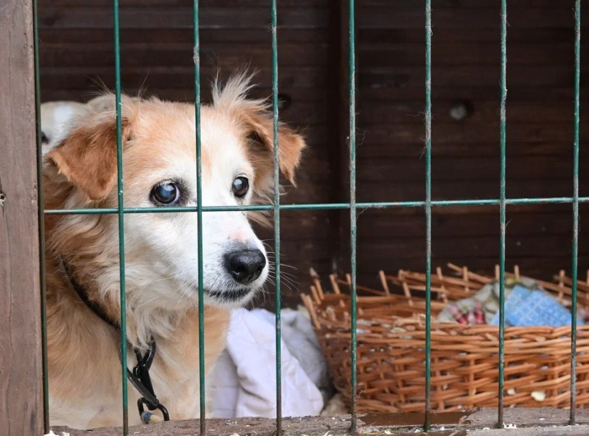 Оставить — значит убить