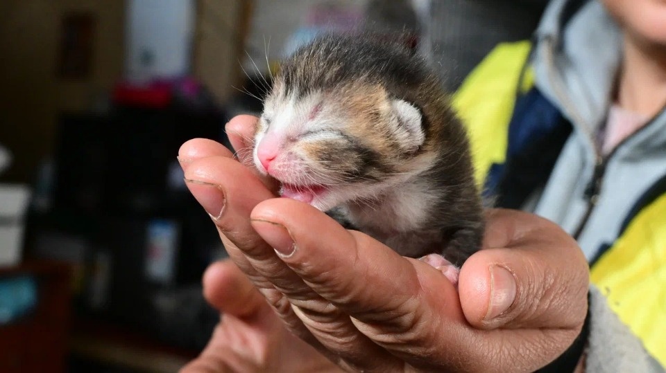 Оставить — значит убить