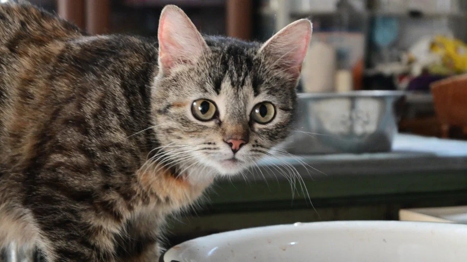 Оставить — значит убить