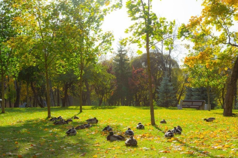 В Пскове появится сквер с дождевым садом