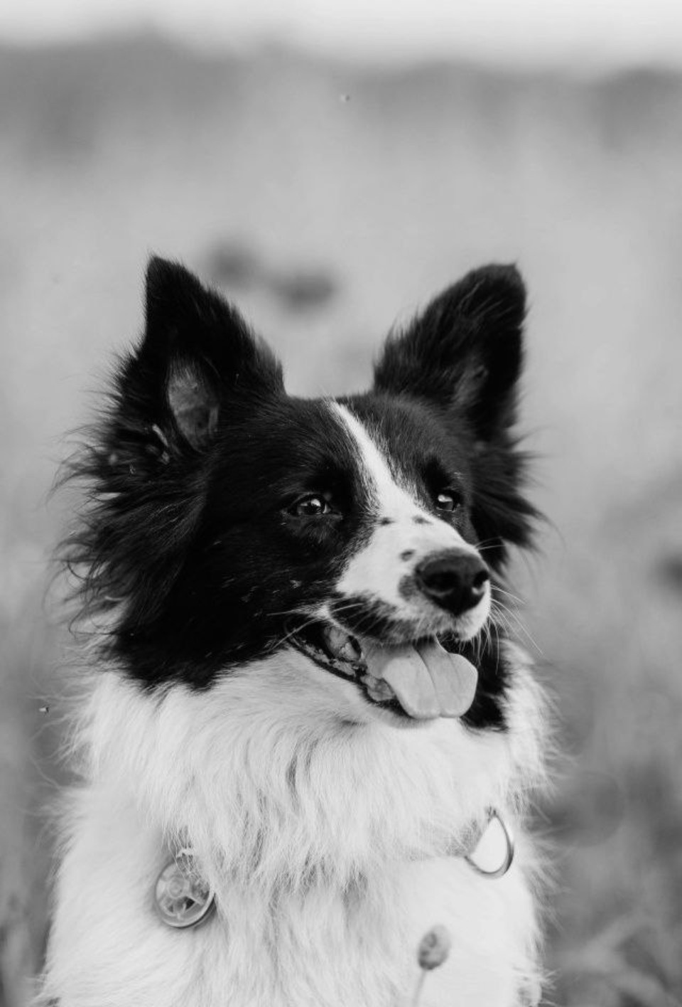 В Псковской области неизвестные расстреляли двух поисковых собак