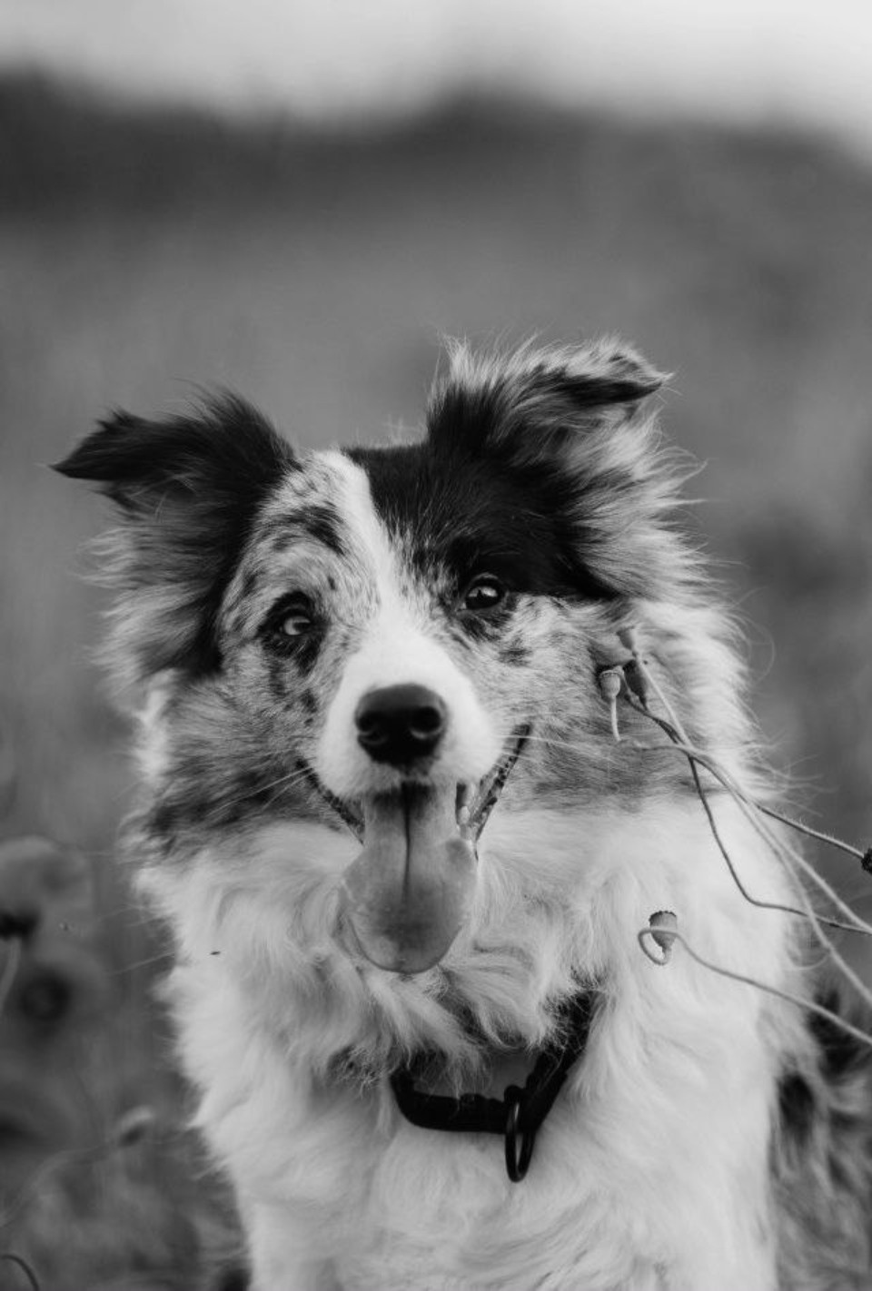 В Псковской области неизвестные расстреляли двух поисковых собак