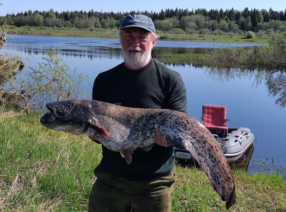 Сомов весом более 40 кг вылавливают рыбаки на реке Великой в Пскове Сомов весом более 40 кг вылавливают рыбаки на реке Великой в Пскове