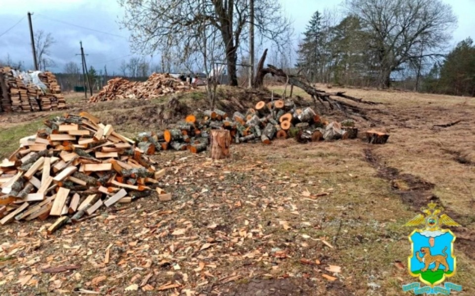 Житель Псковской области незаконно срубил деревья почти на 1 млн рублей Житель Псковской области незаконно срубил деревья почти на 1 млн рублей
