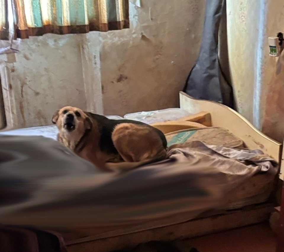 Собаки и коты до последнего защищали тело умершего хозяина в Псковской области Собаки и коты до последнего защищали тело умершего хозяина в Псковской области