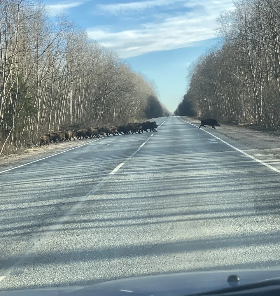 На трассе в Псковской области водители увидели целое стадо кабанов На трассе в Псковской области водители увидели целое стадо кабанов