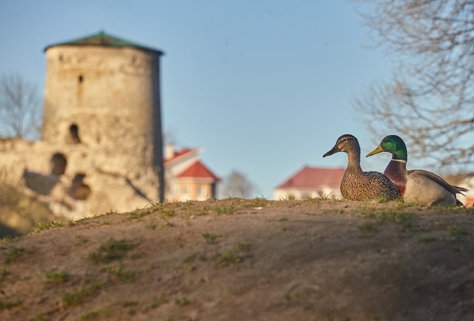 До +16 градусов ожидается в Псковской области 13 апреля До +16 градусов ожидается в Псковской области 13 апреля