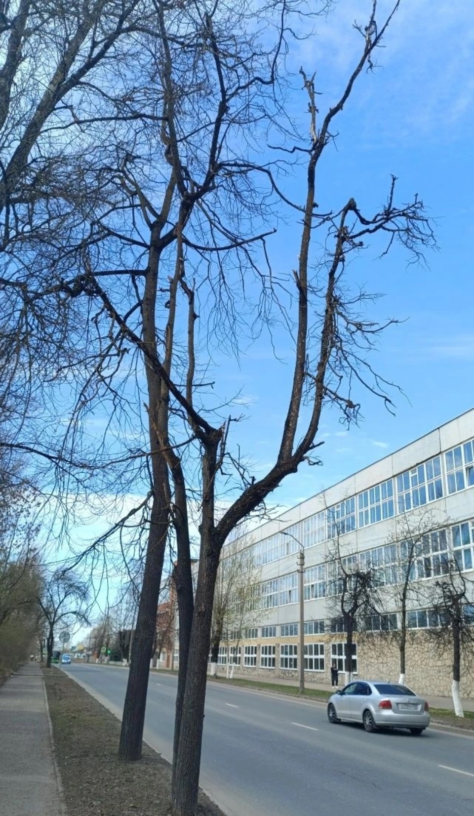 В Пскове вырубят опасные деревья на улице Вокзальной