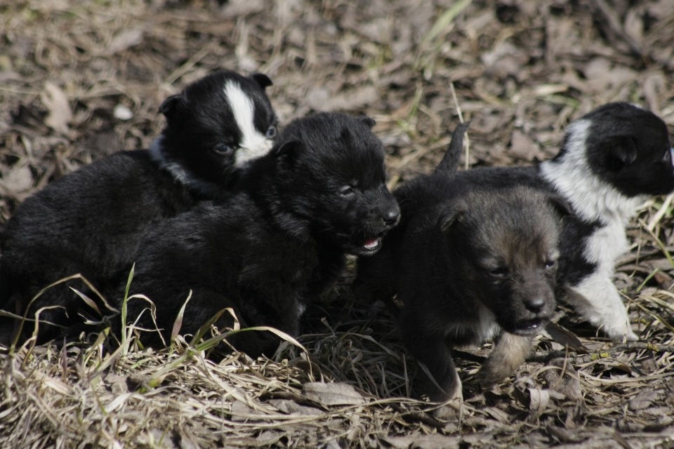 Псковичей предупредили о живодерах, охотящихся за щенками