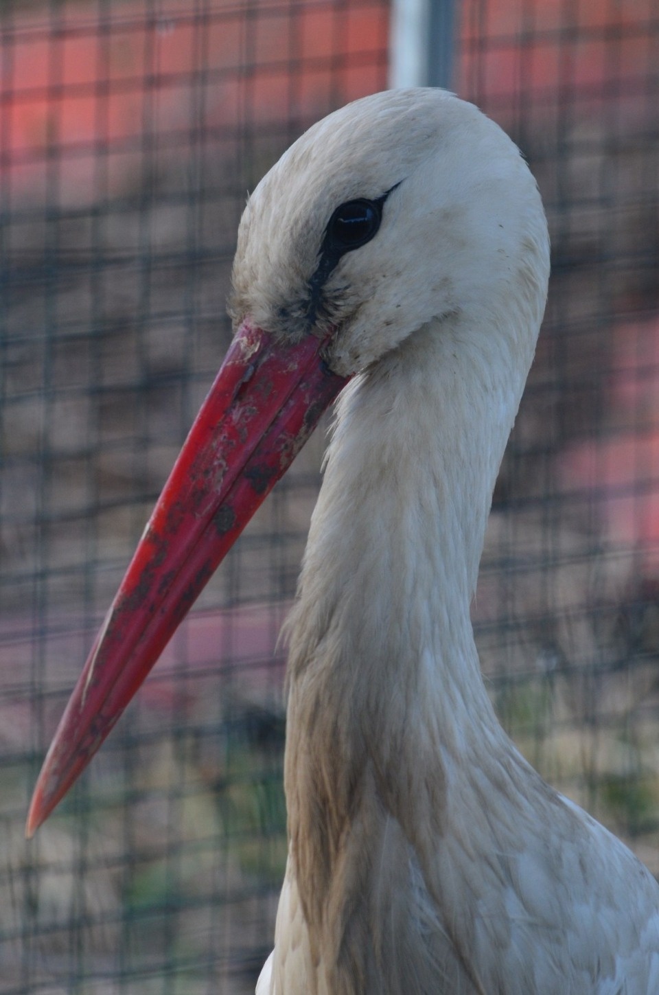 В гдовский приют спасли истекающего кровью аиста Федора из Новоселья