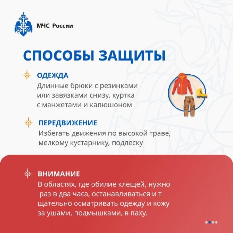 Псковский Роспотребнадзор: Один клещ может заразить человека несколькими болезнями