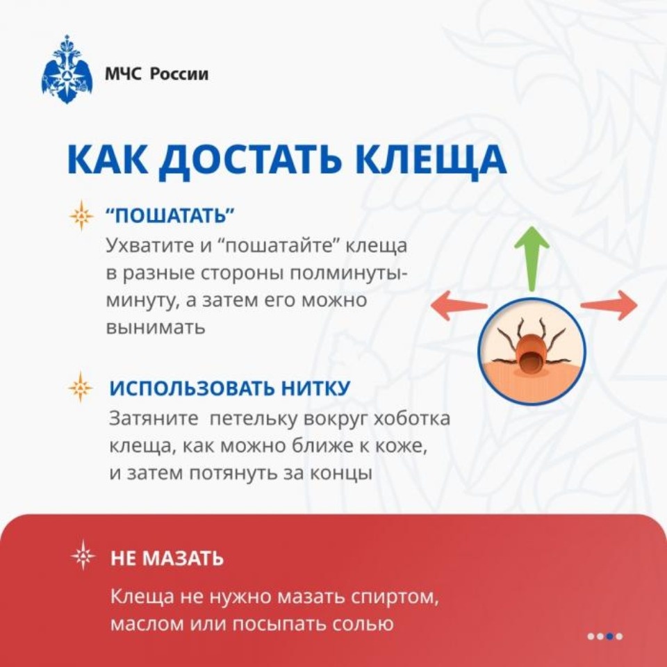 Псковский Роспотребнадзор: Один клещ может заразить человека несколькими болезнями