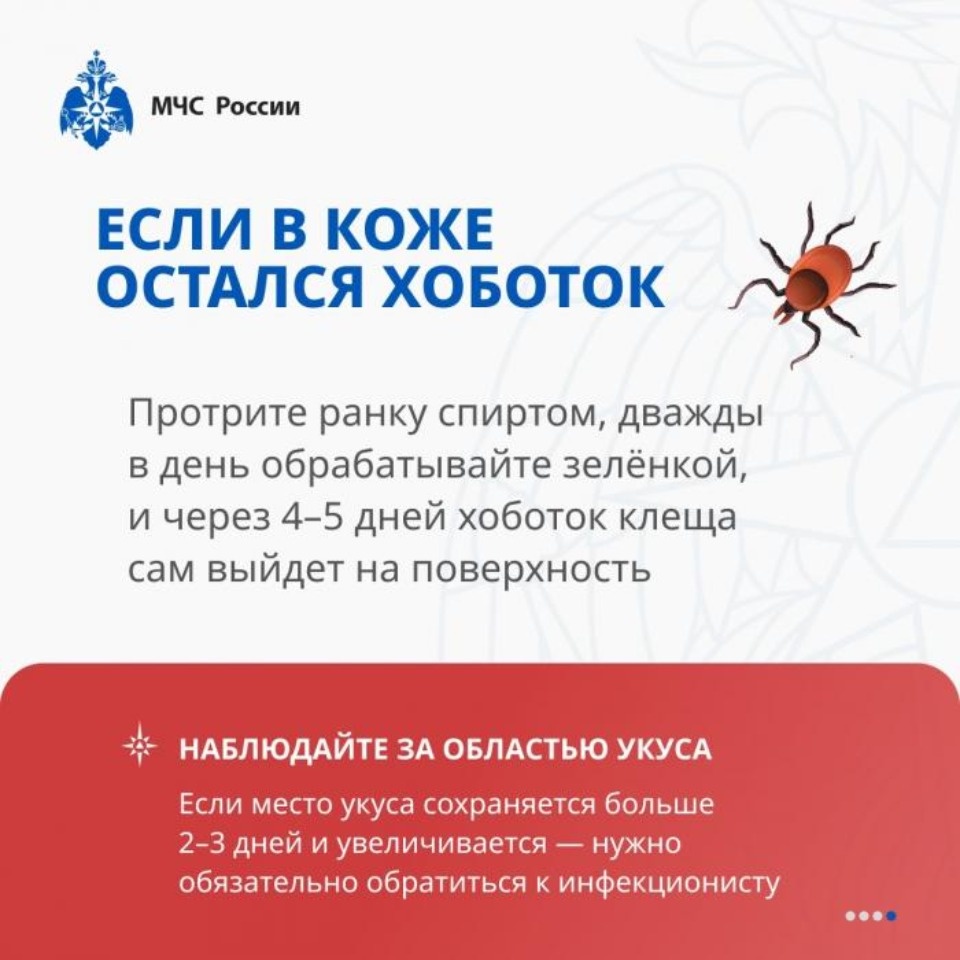 Псковский Роспотребнадзор: Один клещ может заразить человека несколькими болезнями