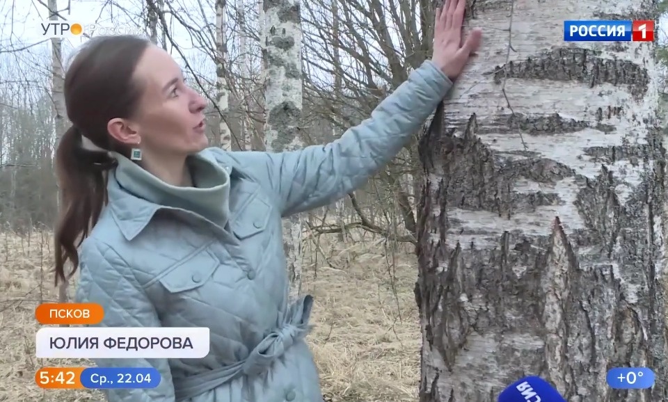 Псковичка рассказала о березовом соке в программе «Утро России»