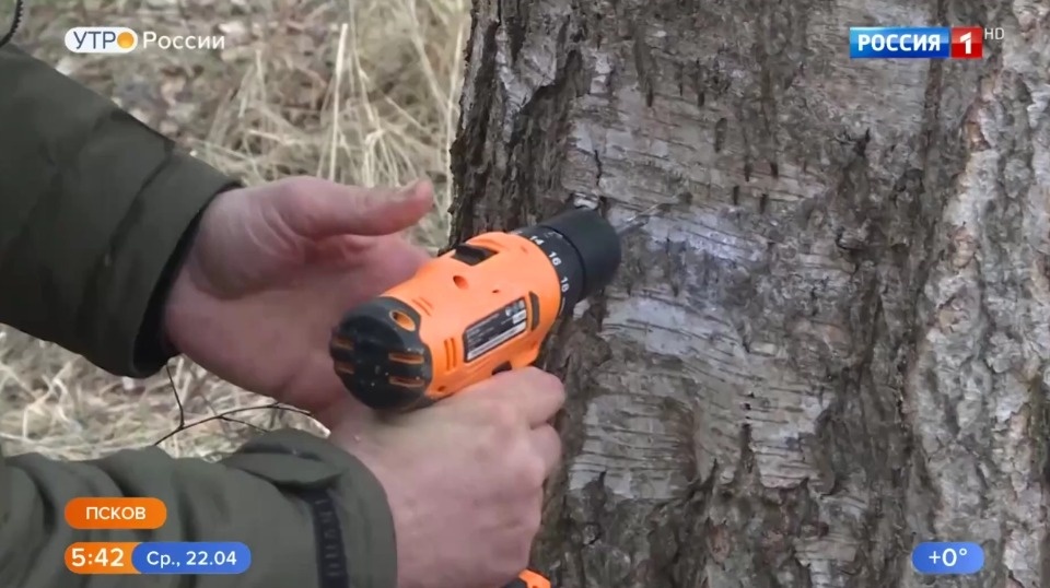 Псковичка рассказала о березовом соке в программе «Утро России»