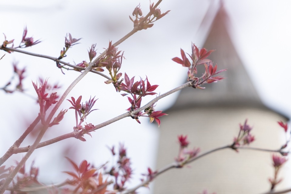 До +14 градусов ожидается в Псковской области 24 апреля