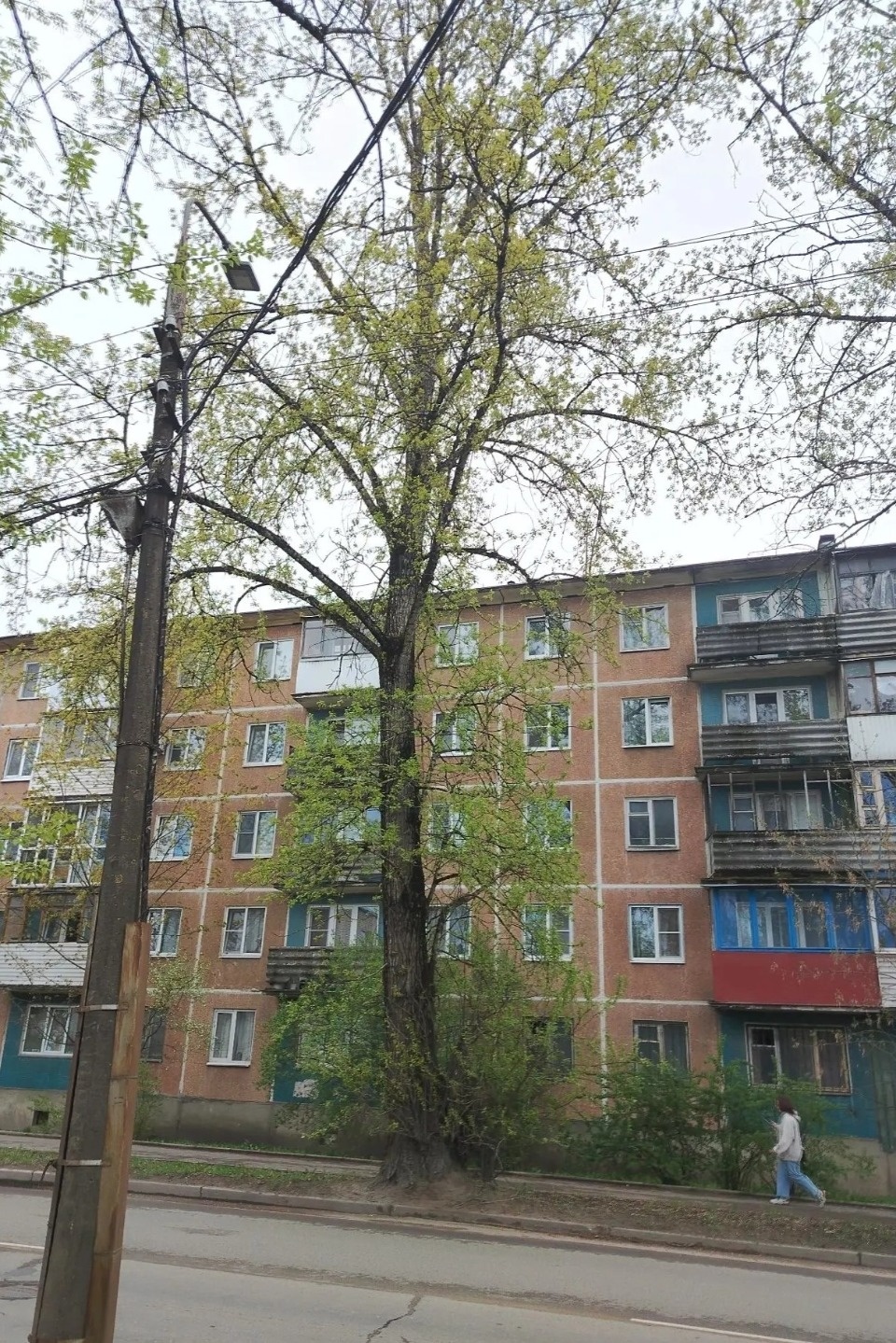 На улице Народной в Пскове спилят старые тополя На улице Народной в Пскове спилят старые тополя