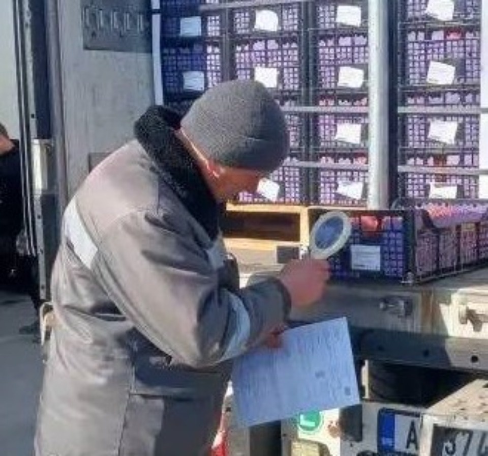 Зараженную сербскую рукколу уничтожат в Псковской области Зараженную сербскую рукколу уничтожат в Псковской области