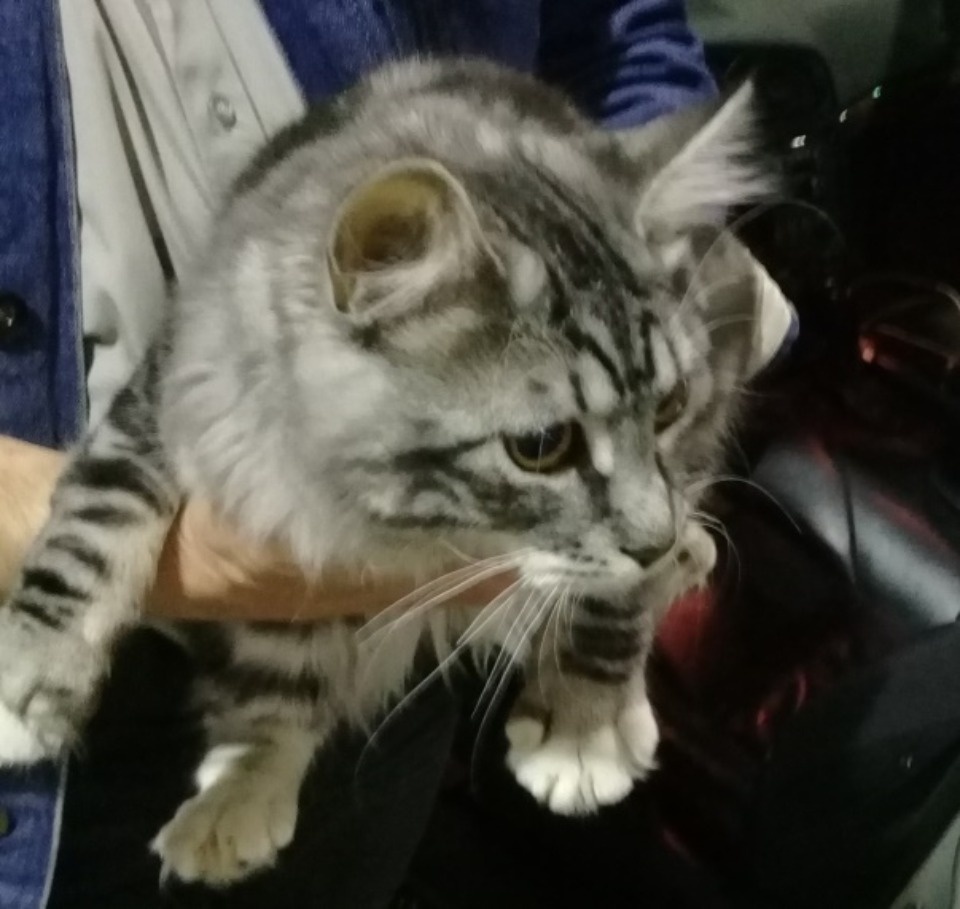 Двух кошек задержали на границе в Псковской области Двух кошек задержали на границе в Псковской области