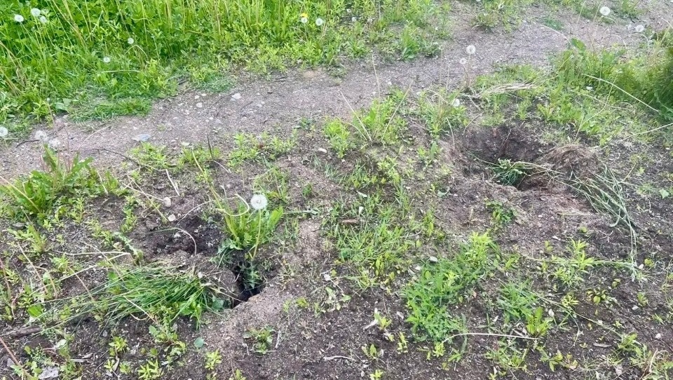 Злоумышленники выкопали туи у памятного знака комсомольцам-подпольщикам в Плюссе Злоумышленники выкопали туи у памятного знака комсомольцам-подпольщикам в Плюссе