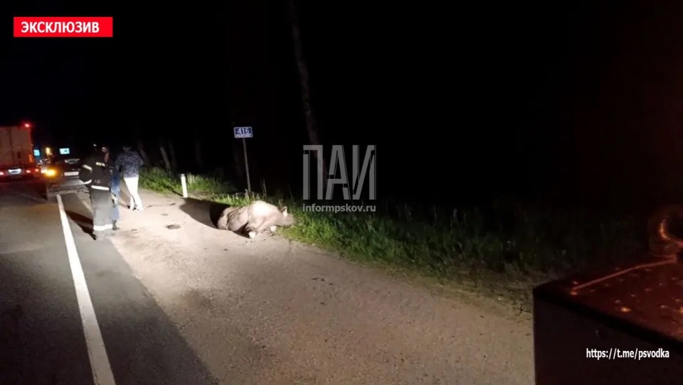 Девушка пострадала в результате ДТП с участием лося в Опочецком районе Девушка пострадала в результате ДТП с участием лося в Опочецком районе