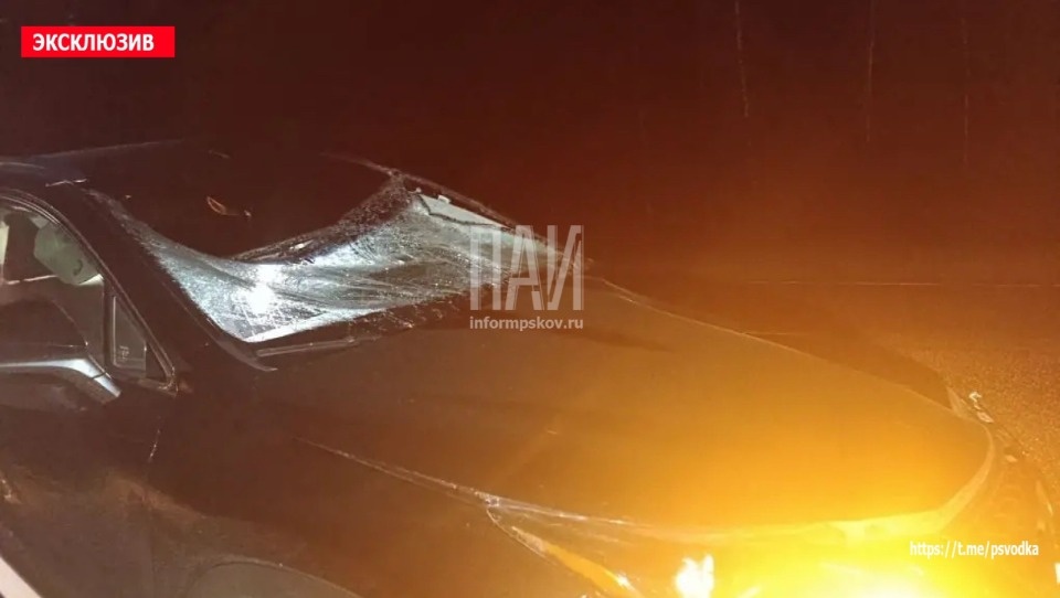 Девушка пострадала в результате ДТП с участием лося в Опочецком районе Девушка пострадала в результате ДТП с участием лося в Опочецком районе